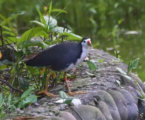 白面水鸡夜抓拉网绝杀音