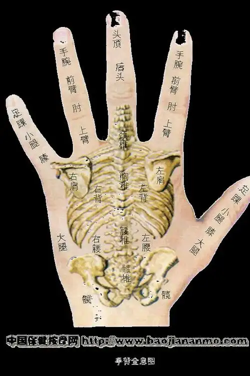 手掌全息图及手掌病理反应图_蓉儿