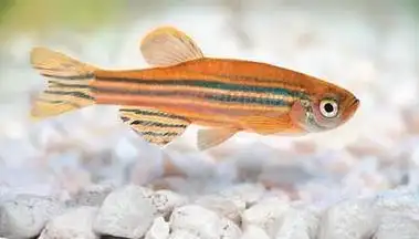 为何选斑马鱼作为研究对象?