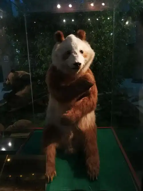 棕色大熊猫丹丹.