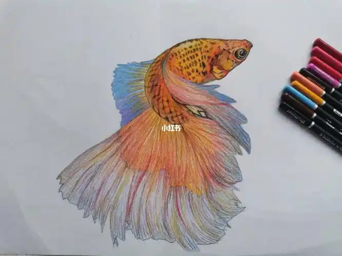 彩铅画|斗鱼(内附详细步骤色号)