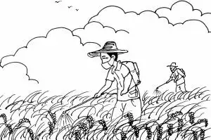 王志康帮村民的水稻田喷洒农药