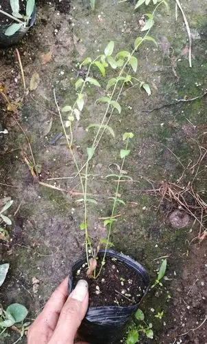 木本藤本花卉,红花素馨花小苗,开花多又好看,常修剪可直立