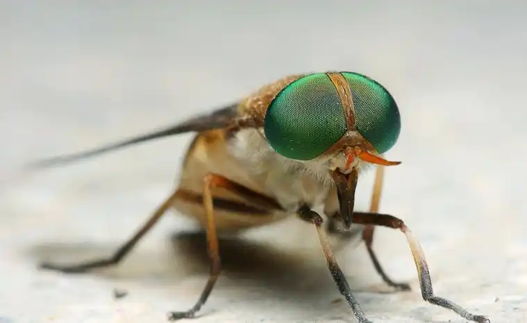 牛虻是什么意思,牛牤是什么(人畜皆害的吸血虫--牛虻)