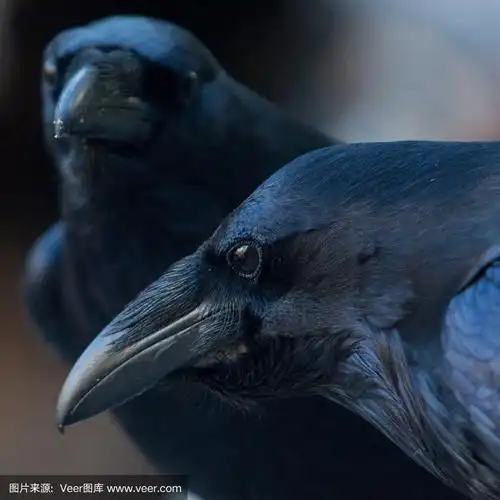 大乌鸦,山谷,伦敦眼,饥饿的,图像