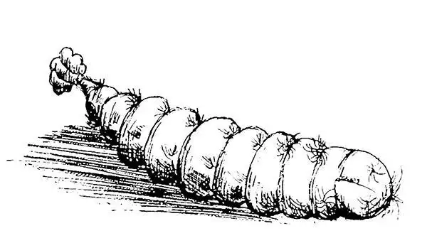 睡袋中的毛毛虫简笔画