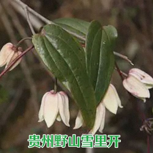 贵州新鲜野生雪里开 中药材拐子药草药三叶地雷根野山单叶铁线莲