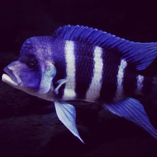 邯郸布隆迪六间鱼