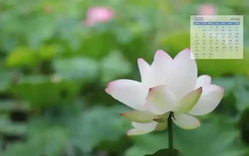 2021年6月夏日如梦如幻的唯美荷花图片日历