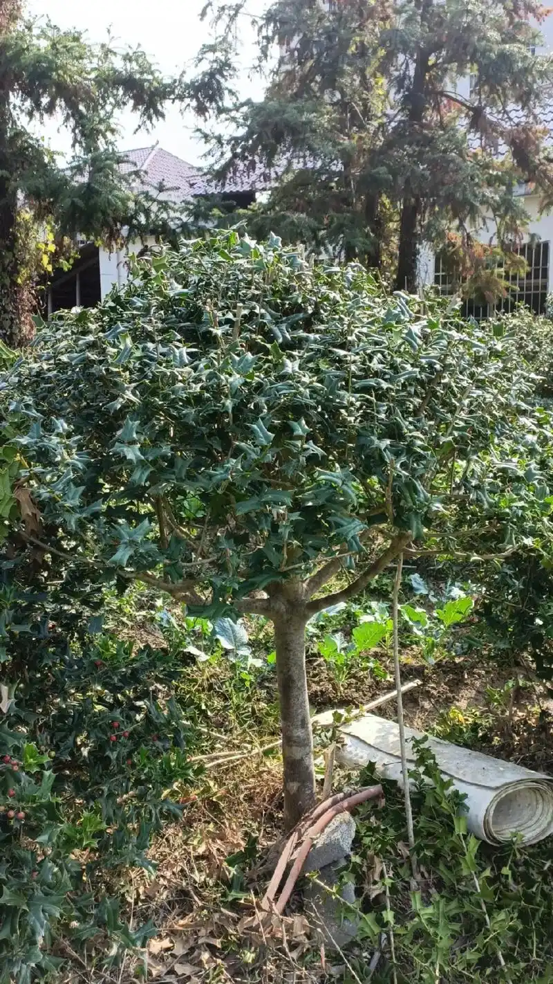 狗刺树有需要的老板可以联系我…… - 抖音