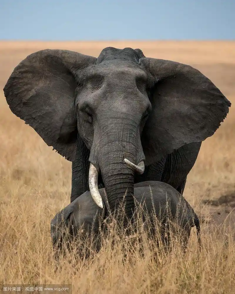 正面拍摄肯尼亚草原上的大象