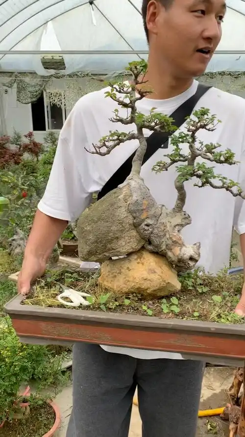 附石榆树盆景寓意年年有余