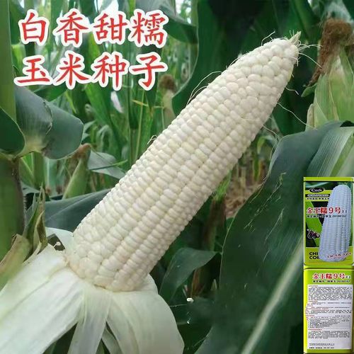 种子大全白甜糯玉米爆浆玉米种子特大玉米粒棒子矮杆新鲜粘玉米
