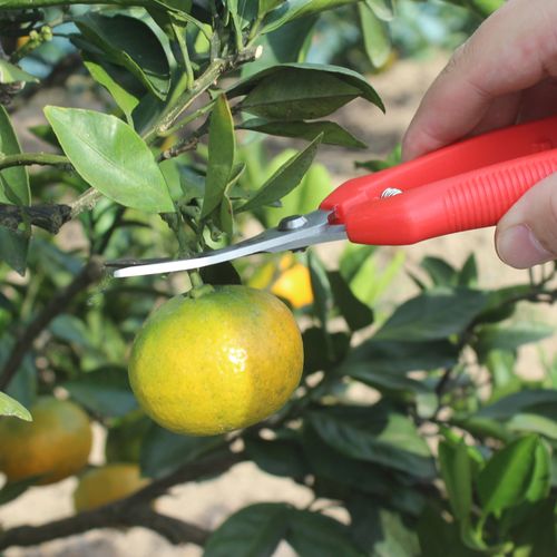 橘子柑橘采摘果树修枝剪刀桔子花椒专用稀果剪刀