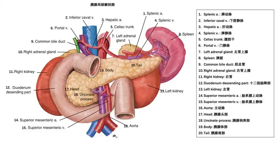 从胰腺的解剖结构和生理功能说起_胰腺癌_胰腺癌介绍 - 好大夫在线