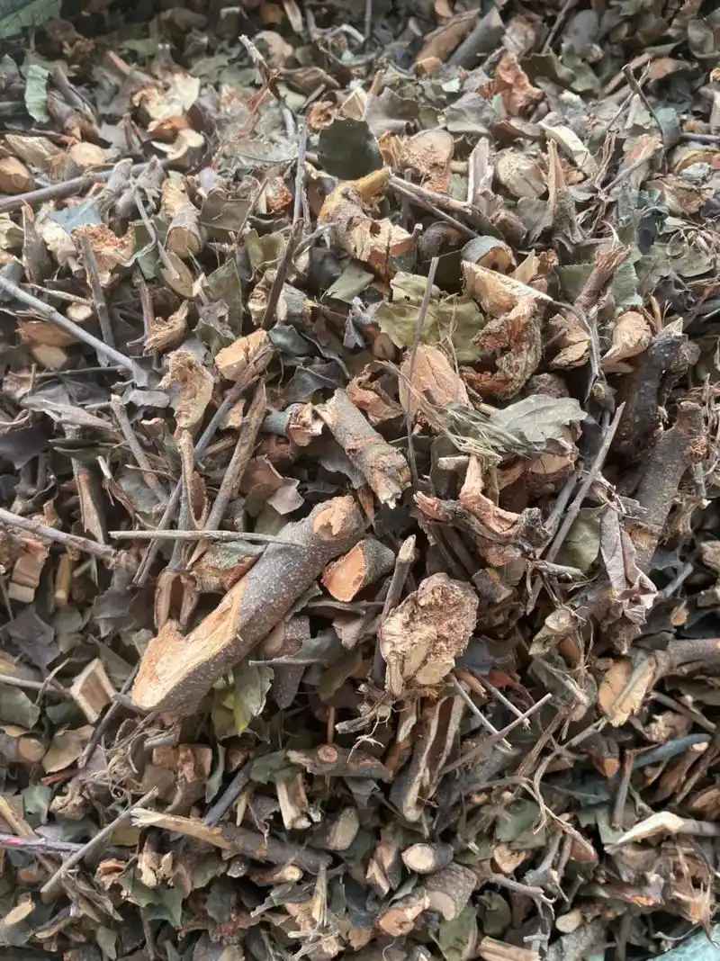 桑寄生各种规格有货供应