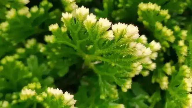 卷柏开花了原创视频