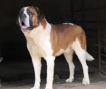 圣伯纳犬saintbernard