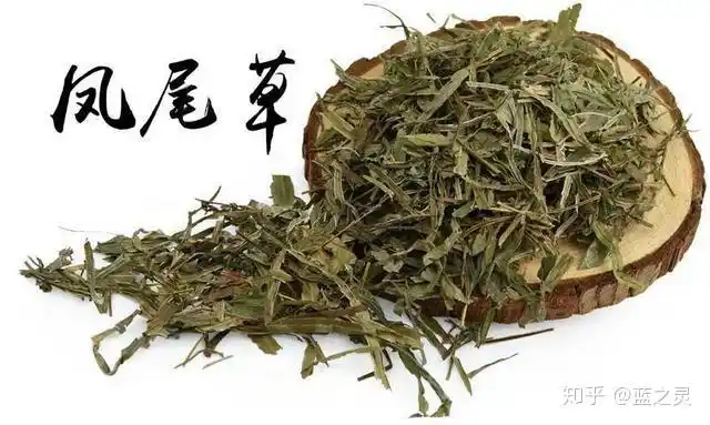 今日靓汤凤尾草木棉花煲猪骨清热利湿健脾和胃