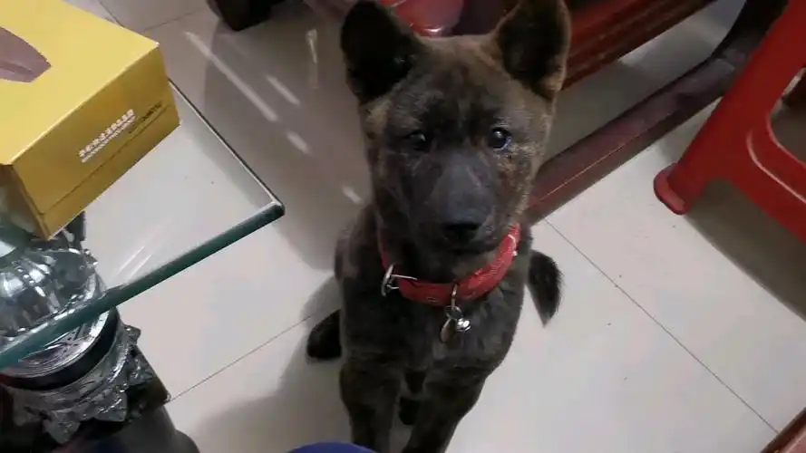 新年好大年初一吃饱饭了在家撸撸调皮的花斑小土狗