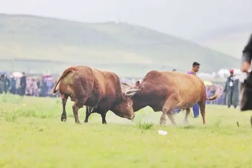 何勤华 7月24日,2019凉山昭觉彝族火把节传统民俗活动——赛马,斗牛