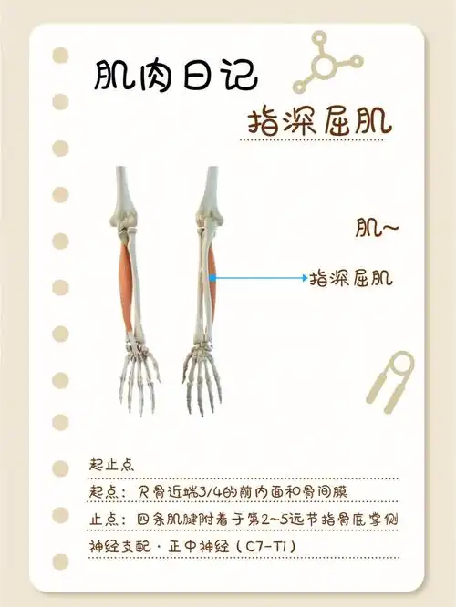 肌肉日记之指深屈肌