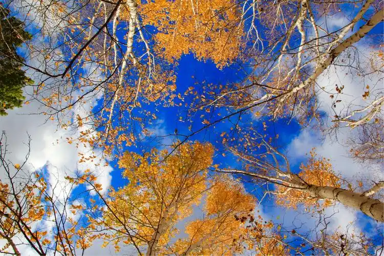 粑粑黄的魅力,呼伦贝尔秋天最后一轮美景