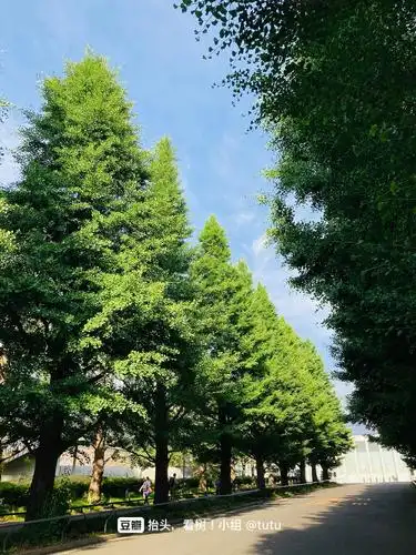 夏天的银杏大道