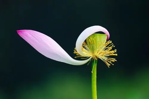 残缺之美--一组残荷