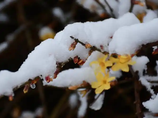 拥抱春天(云赏花1)
