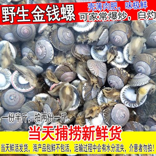 特产鲜活大海钱儿玻璃牛乌钱新鲜金钱螺海螺猫眼螺海鲜水产2份1斤