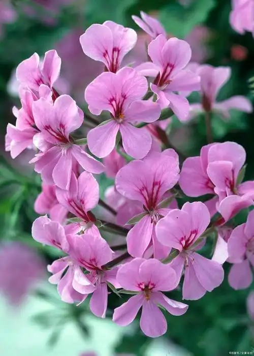 春天养花,很多花友都比较关心开花好不好看,花期长不长,好不好养这几