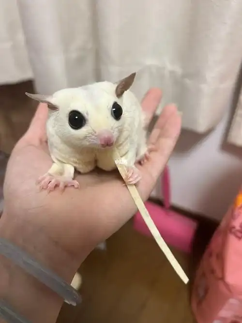 可爱的小蜜袋鼯