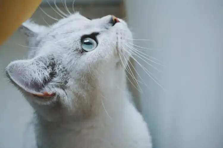 吸猫大会:英短银渐层果果