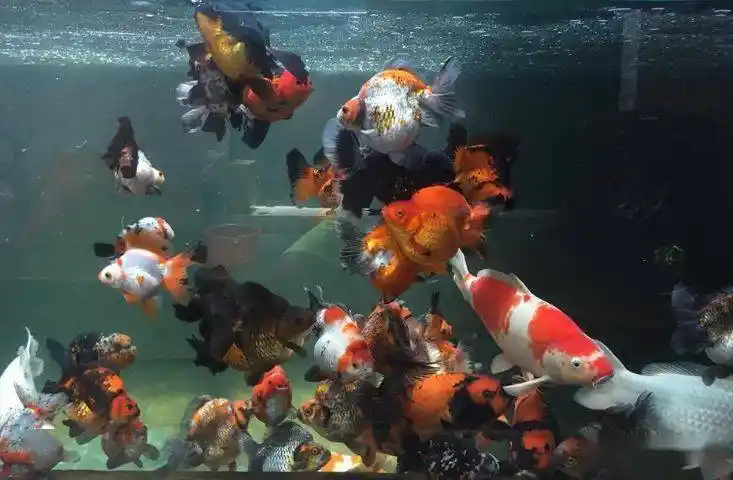 6米鱼池,跨界混养,百鱼群游,壕气冲天!
