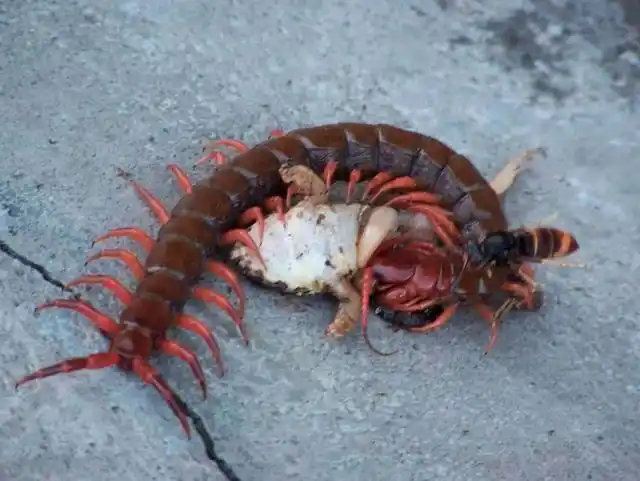 为什么身为五毒之一的蜈蚣,毒不死公鸡?公鸡有啥特异功能?