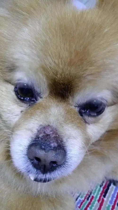 家里小狗鼻头掉毛,掉毛的肤色呈浅紫色,表面看着呈泡状,摸着有点硬