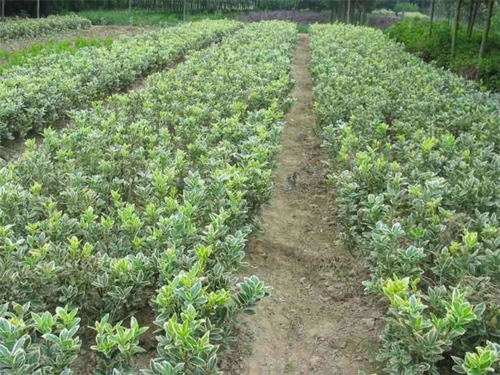 益阳金边七里香供应