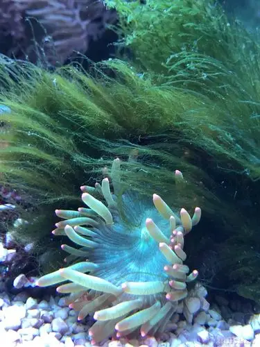 请教这是绿毛藻还是小羽毛藻?