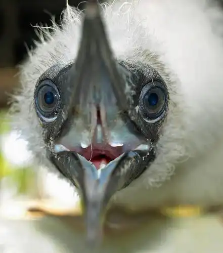 野生动物,马绍尔群岛,密克罗尼西亚,鸟类,动物,张嘴,摄影,张大嘴巴,喙