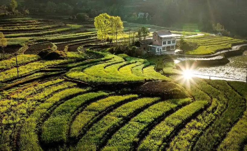 2万亩凤堰古梯田在油菜花的映衬下,满目锦绣.有200多年历