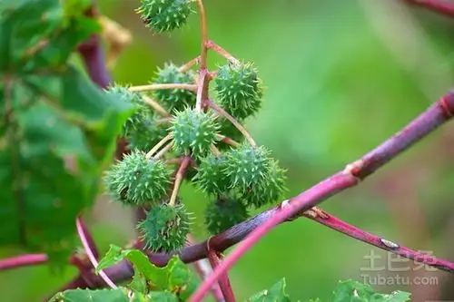 天麻子种植技术详细介绍