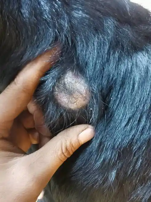 你好这只小母羊身上长了一个包软软的请问该怎么治疗