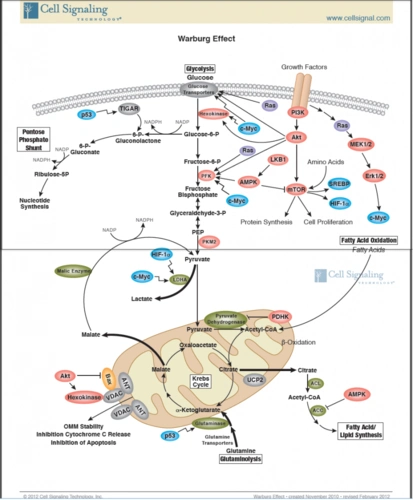 细胞信号通路图解及分类汇总