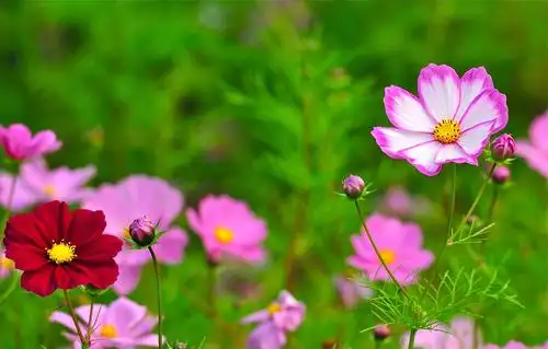 那些美丽的花儿