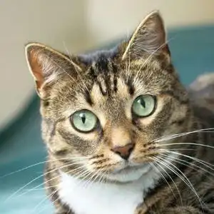 狸花猫504305头像