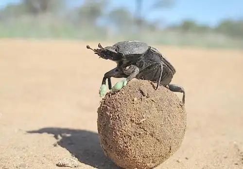 屎克螂的粪球图片