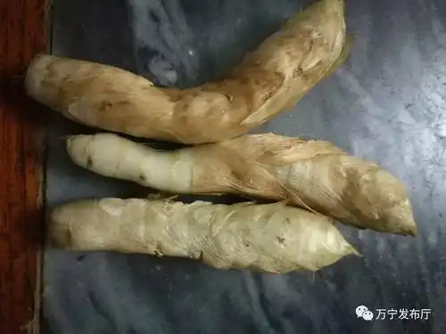 万城风物番黑