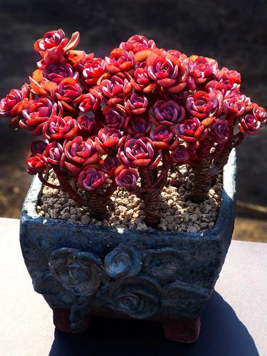 小叶秀妍研多肉植物一物一拍红色大株造型老桩包邮盆栽向阳派园艺