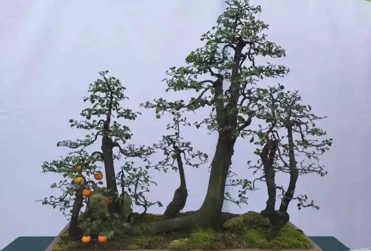 这些都是小编收集的丛林式金弹子盆景图片,都是在盆展上拍下的照片